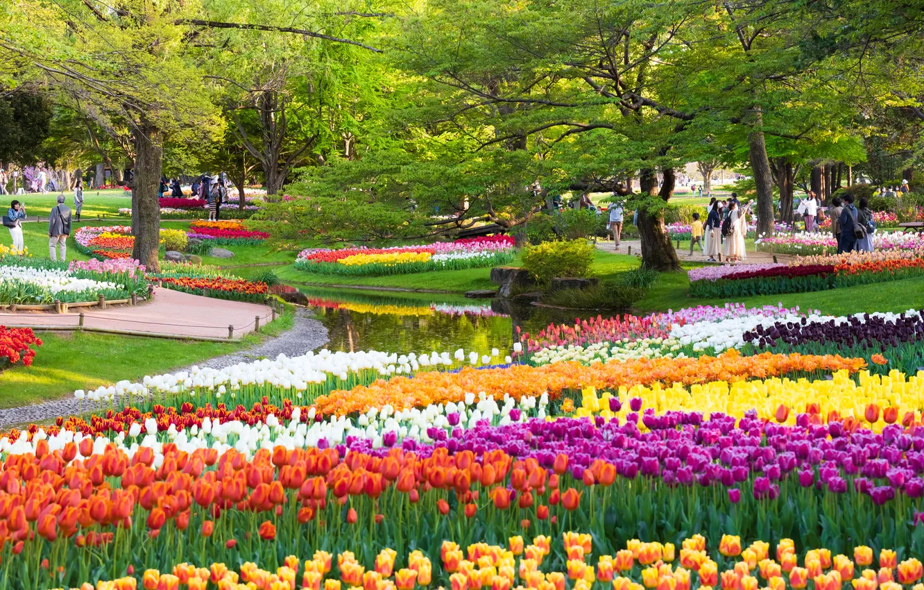 Photo wallpaper flowers, Park, spring, tulips, flowerbed