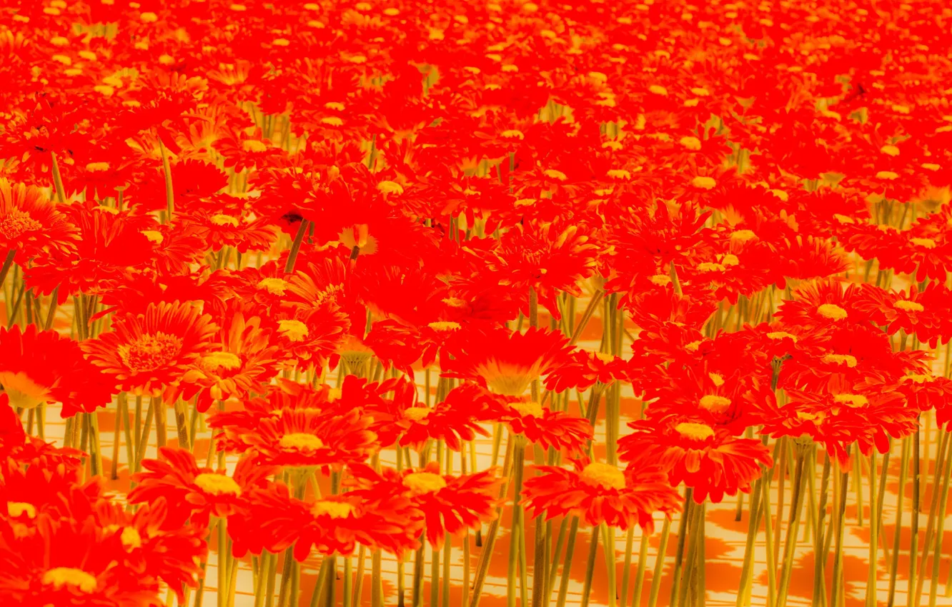 Photo wallpaper field, carpet, petals, meadow