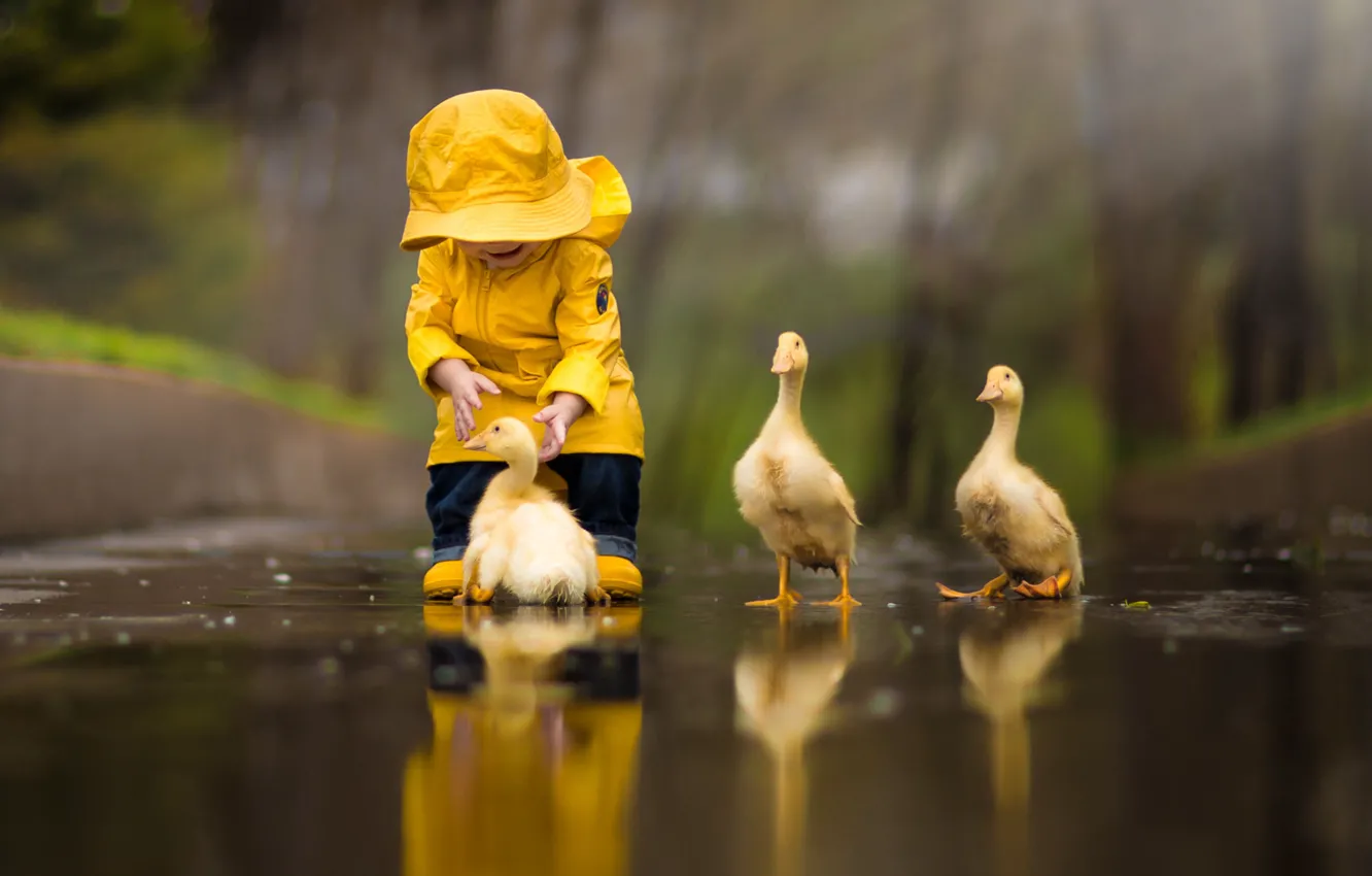 Photo wallpaper water, yellow, nature, reflection, bird, child, duck