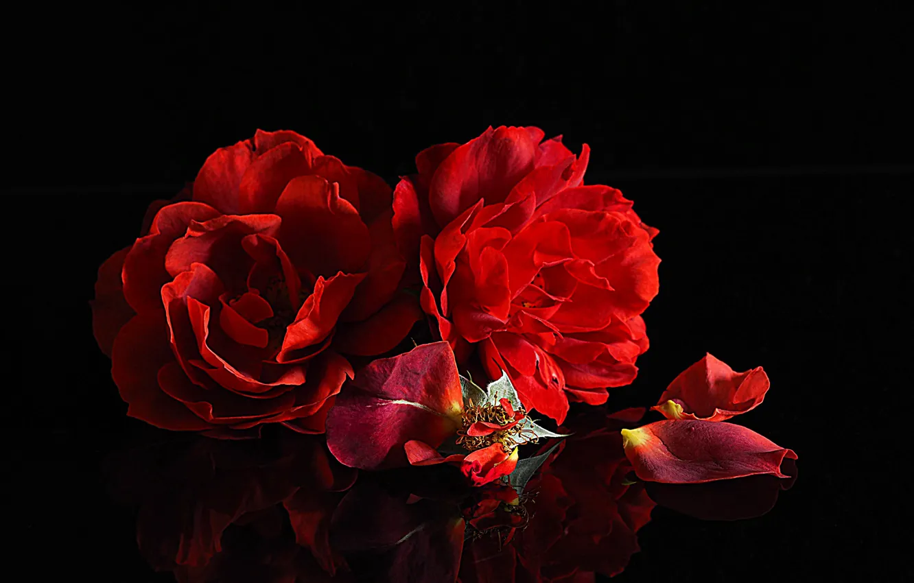 Photo wallpaper roses, petals, black background