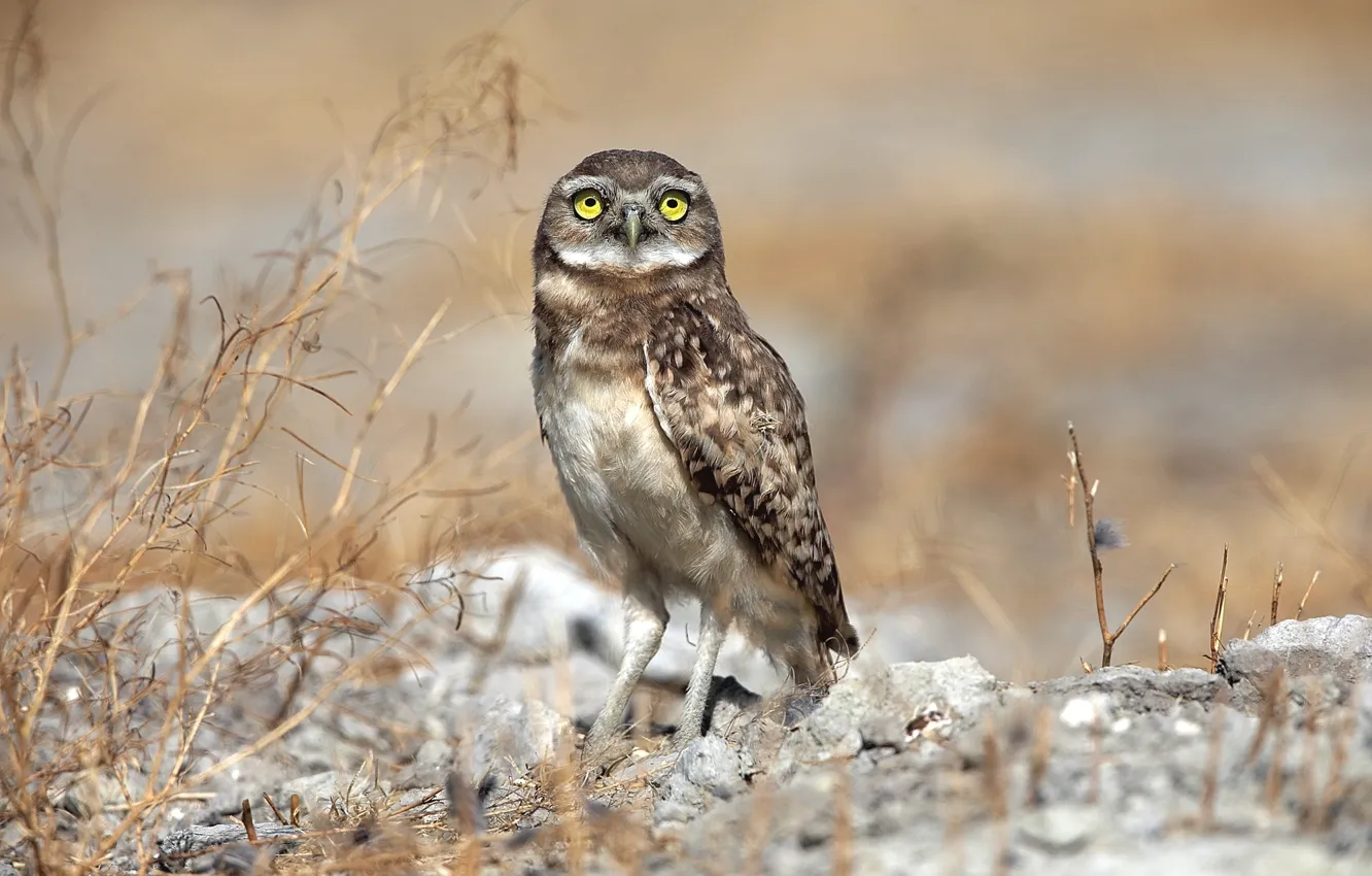 Photo wallpaper look, bird, owl