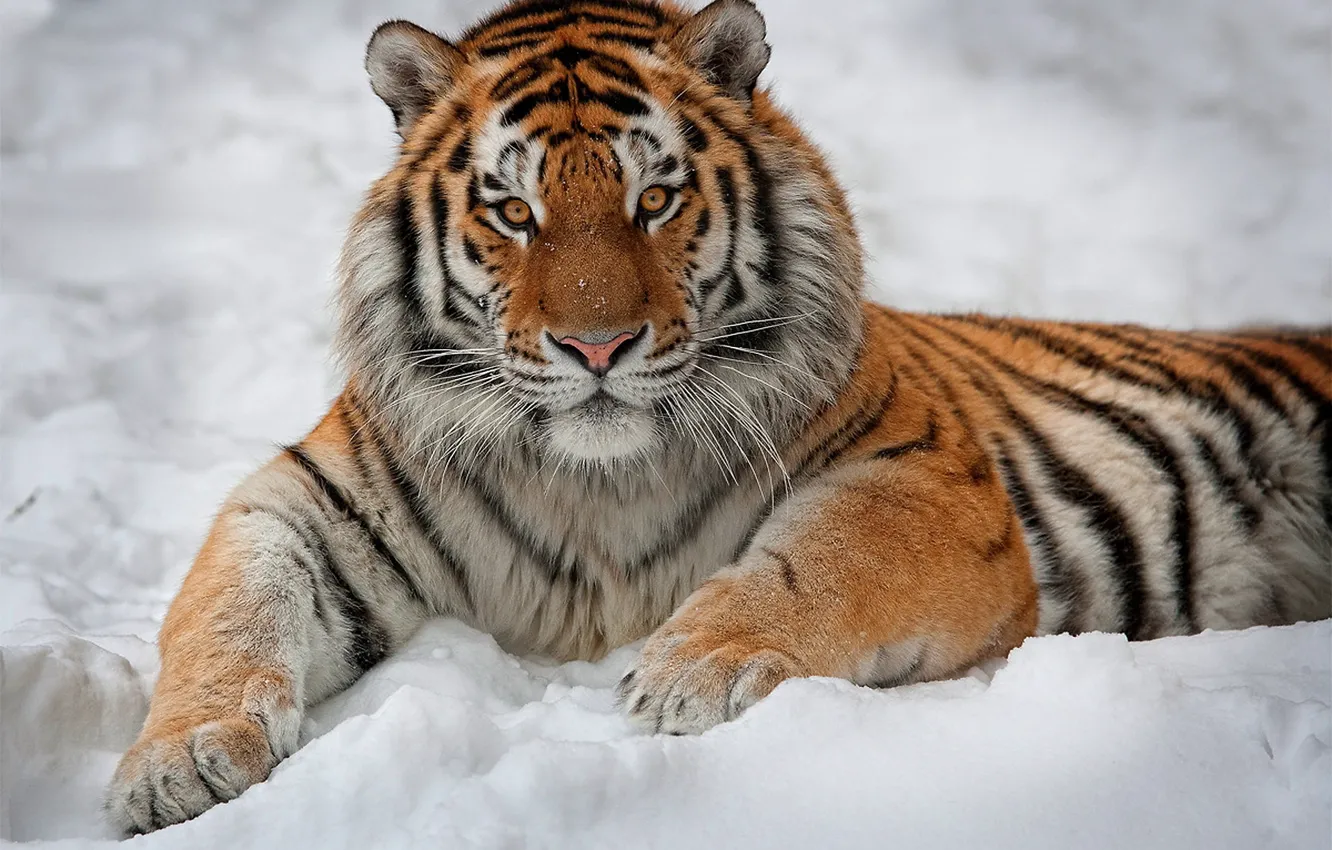 Photo wallpaper look, snow, tiger, interest, lies, striped, looks, handsome