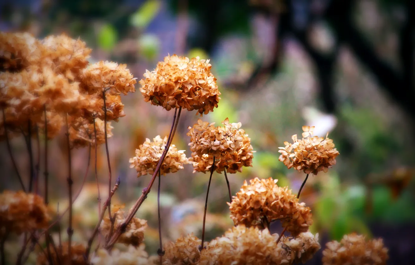 Photo wallpaper autumn, grass, flowers, plant, Dry, inflorescence