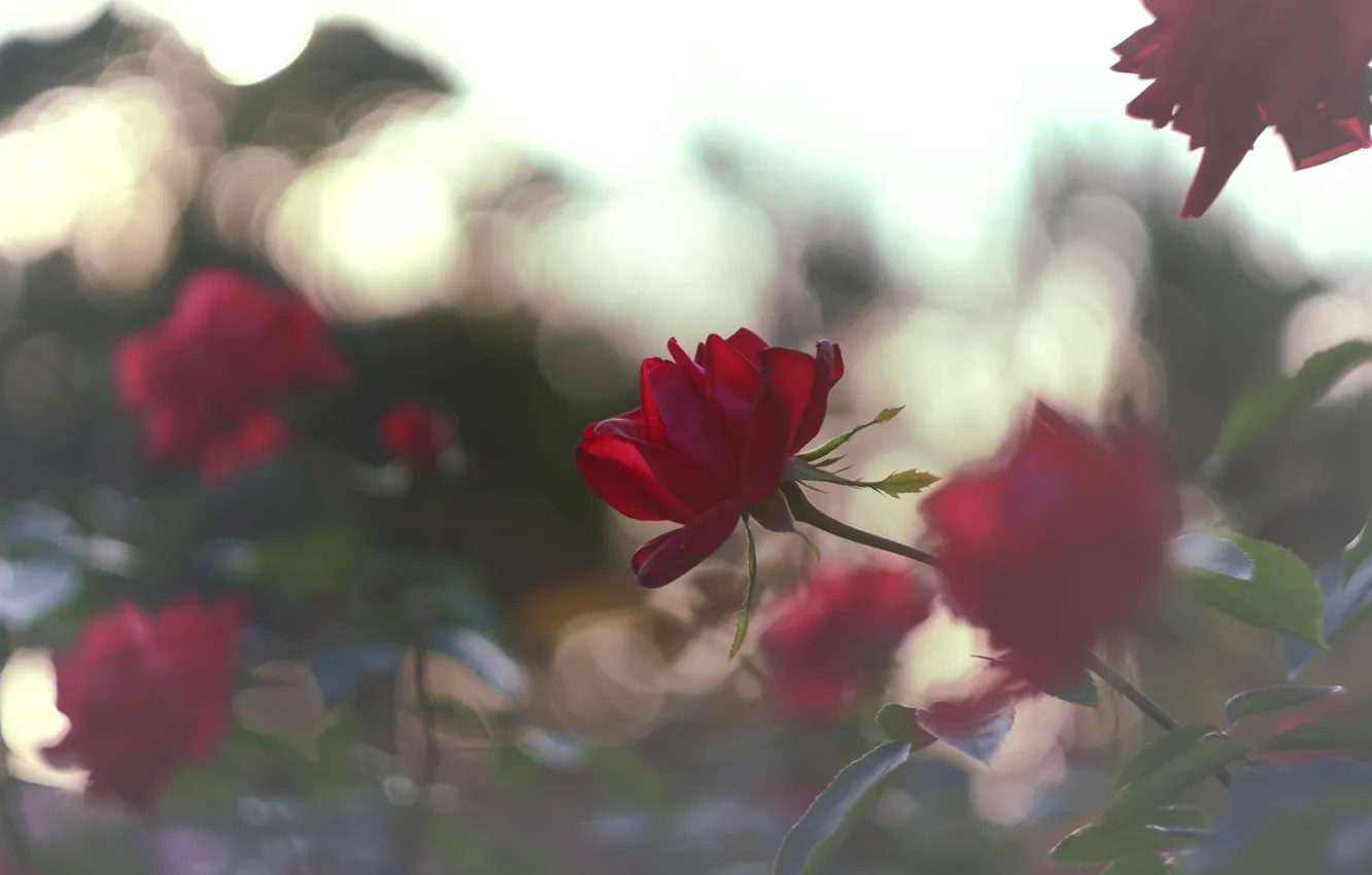 Photo wallpaper flowers, red, roses, garden, bokeh
