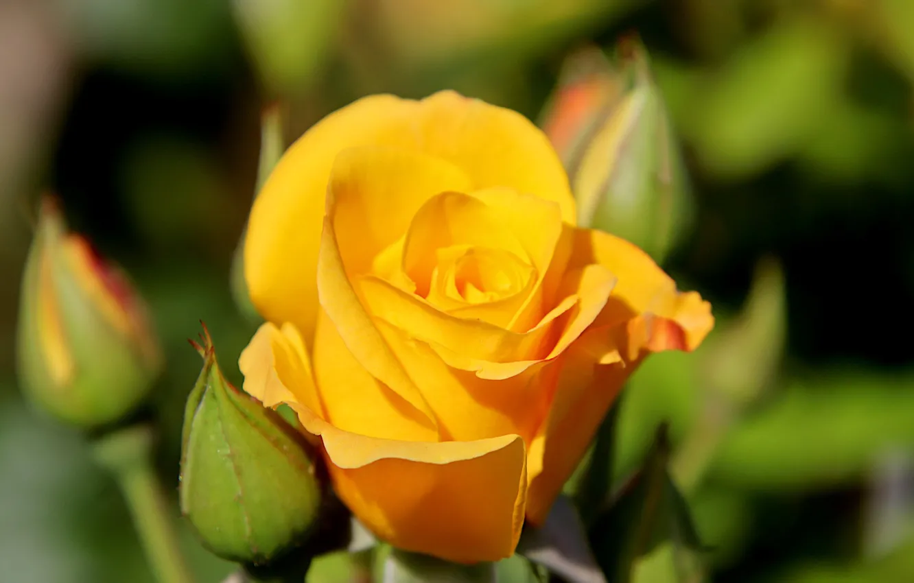 Photo wallpaper blur, yellow rose, rosebuds
