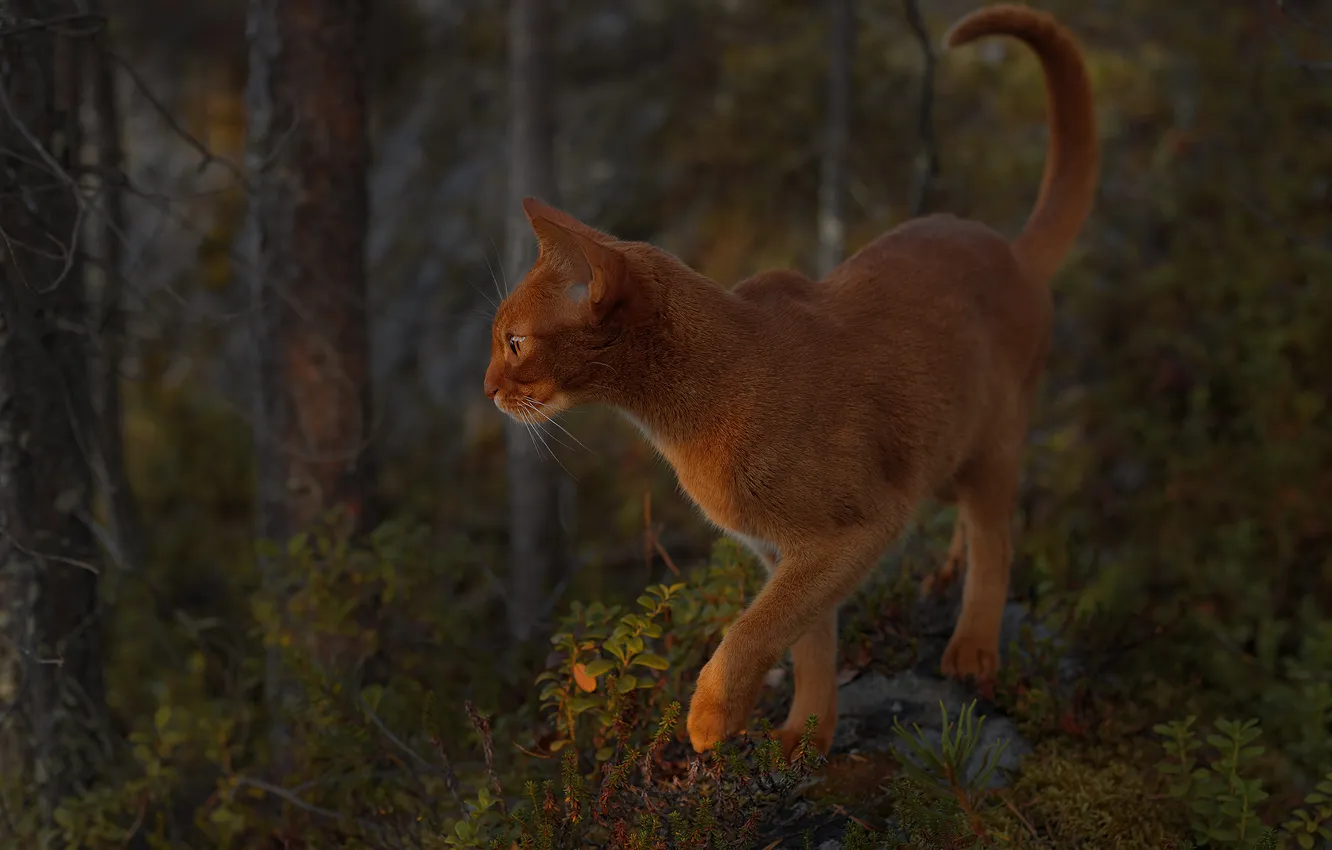 Photo wallpaper forest, cat, nature, Abyssinian cat