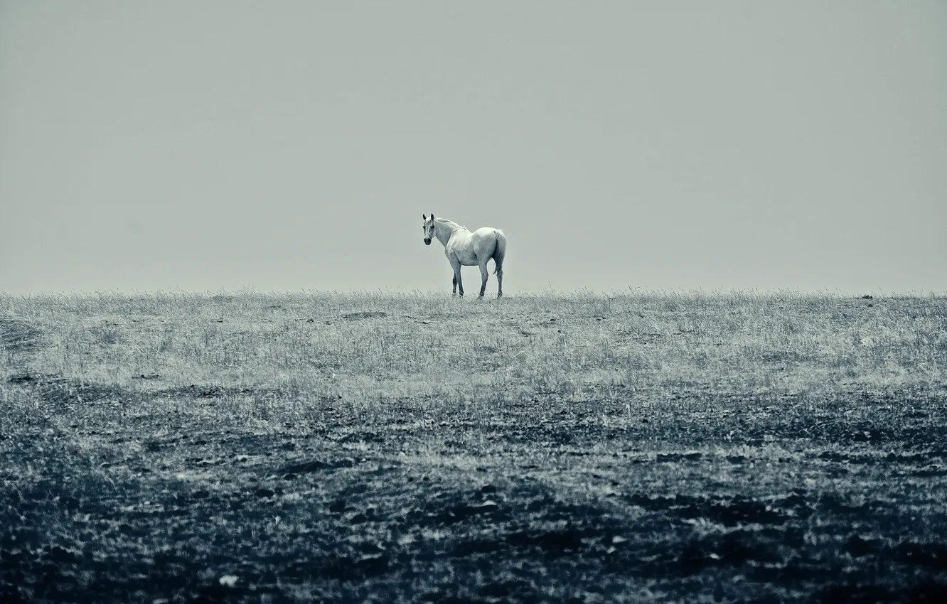 Photo wallpaper field, the sky, line, horse, horizon