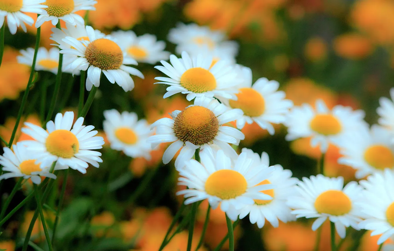Photo wallpaper nature, chamomile, petals, garden, meadow