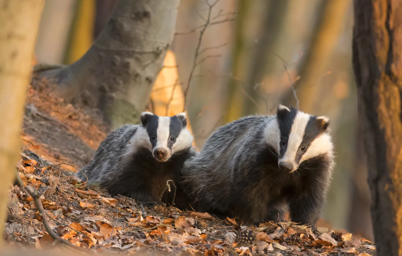 Photo wallpaper autumn, forest, cub, a couple, mom, badger