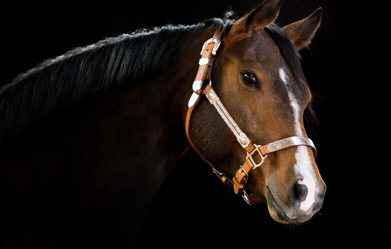 Photo wallpaper background, black, horse, head, mane, neck