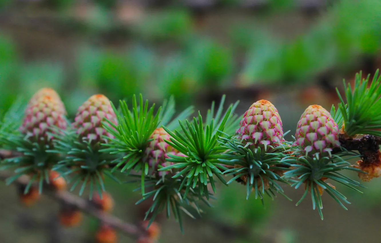 Photo wallpaper spring, plant, cones, pine, twig