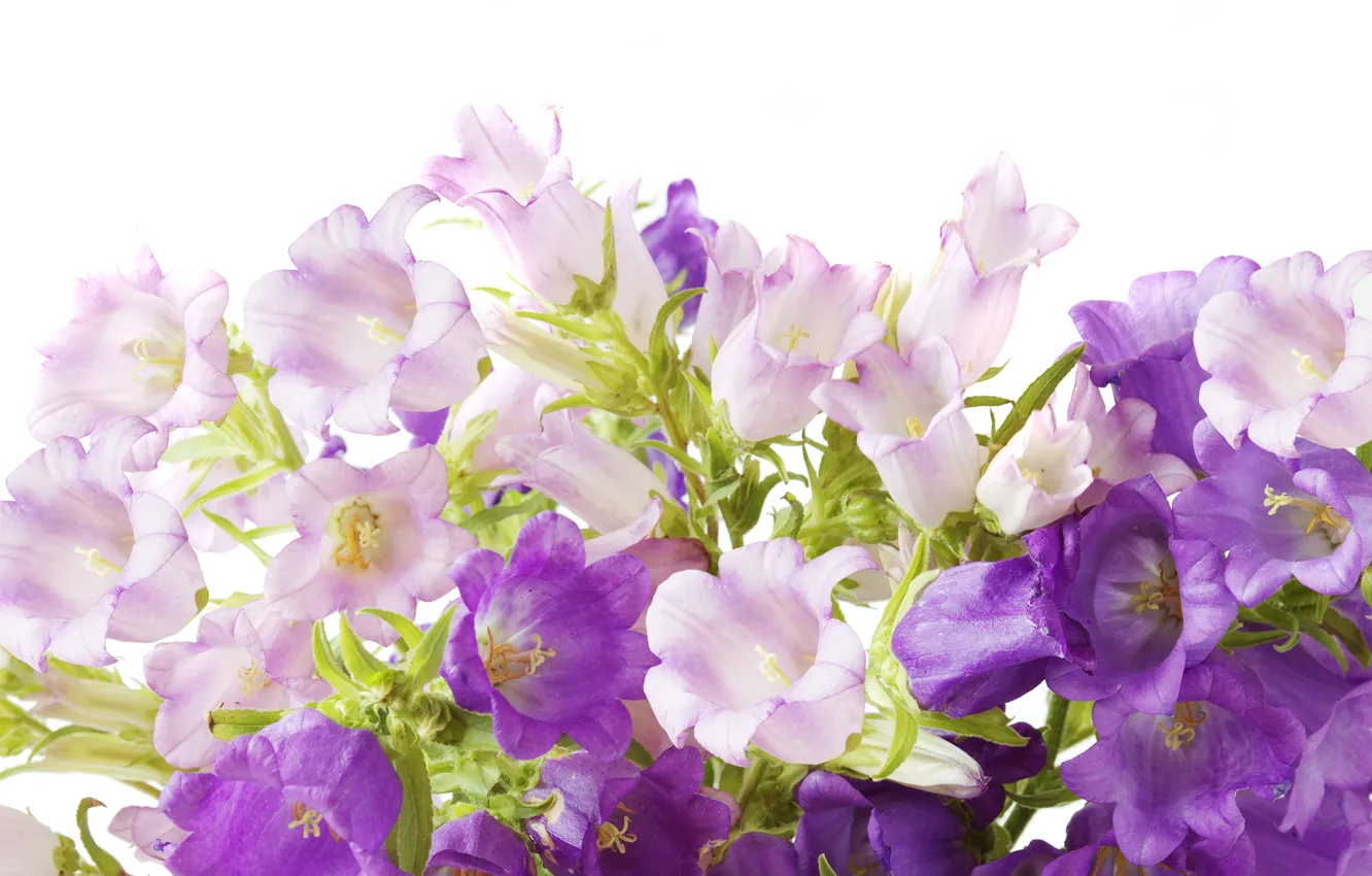 Photo wallpaper purple, bells, flowers, campanula