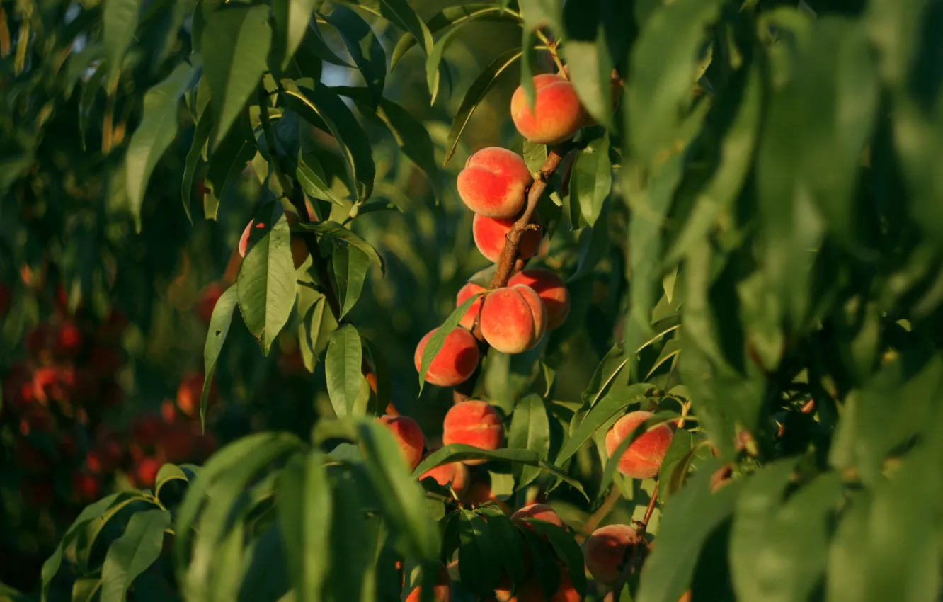 Photo wallpaper the sun, light, trees, fruit, peaches