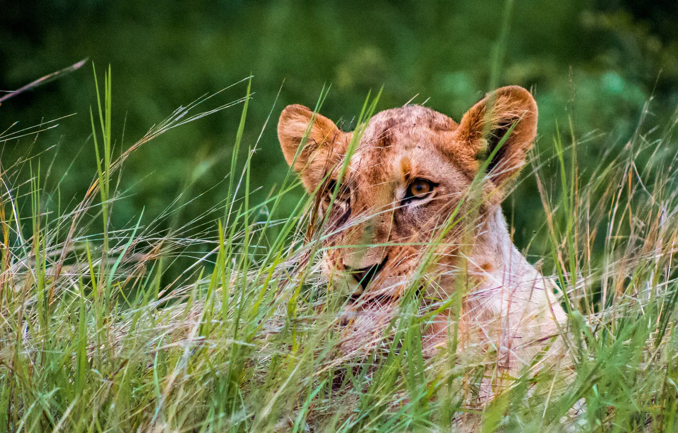 Photo wallpaper grass, lioness, lying down