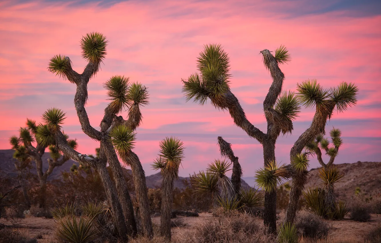 Photo wallpaper hills, desert, cactus