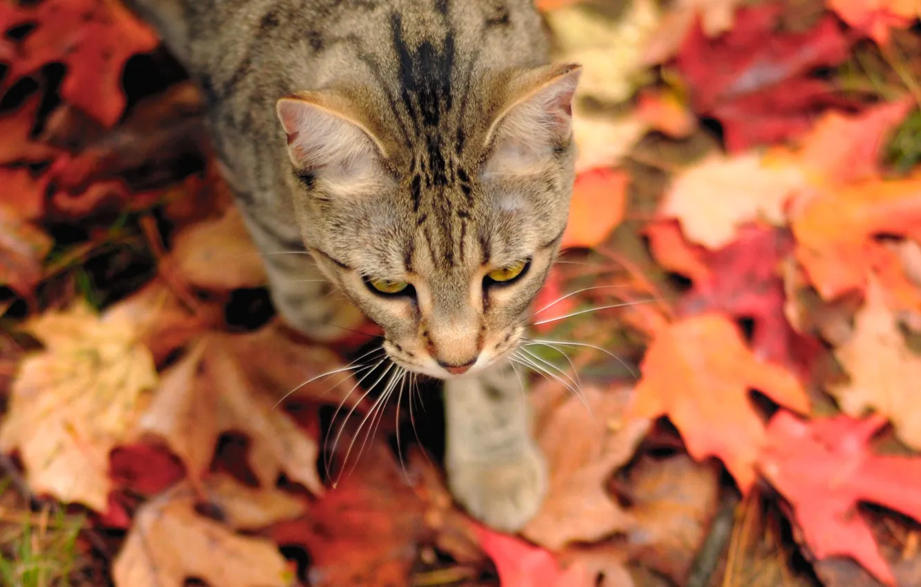 Photo wallpaper autumn, cat, foliage