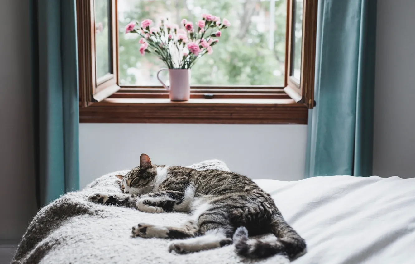Photo wallpaper cat, cat, flowers, room, bed, sleep, bouquet, window