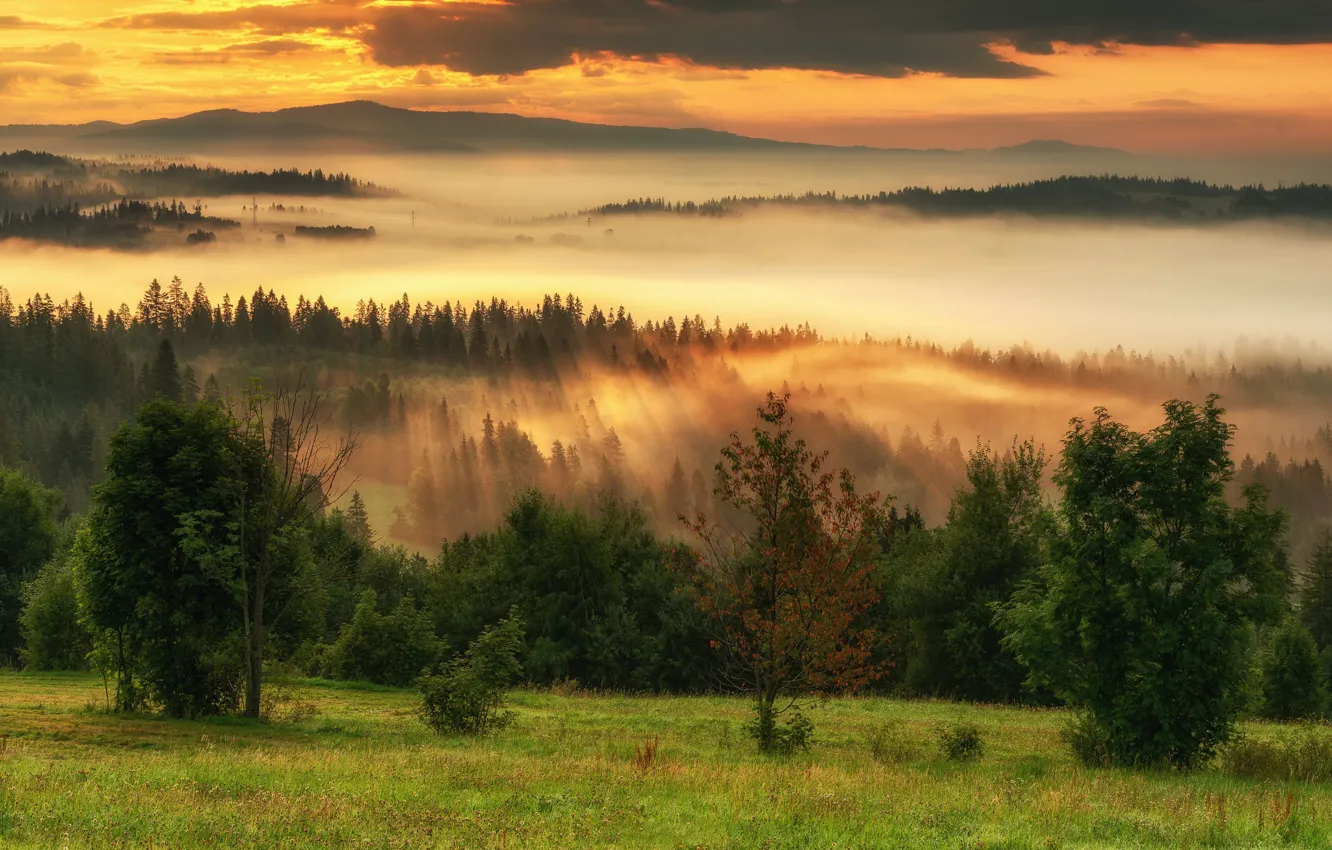 Photo wallpaper field, forest, grass, the sun, clouds, rays, trees, mountains