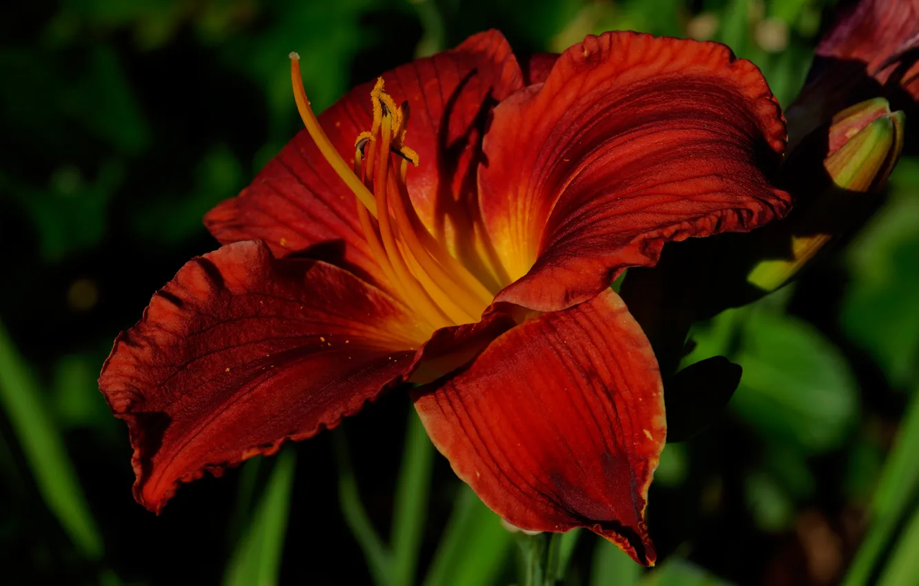 Photo wallpaper flowers, red, background, Lily, garden, buds, scarlet