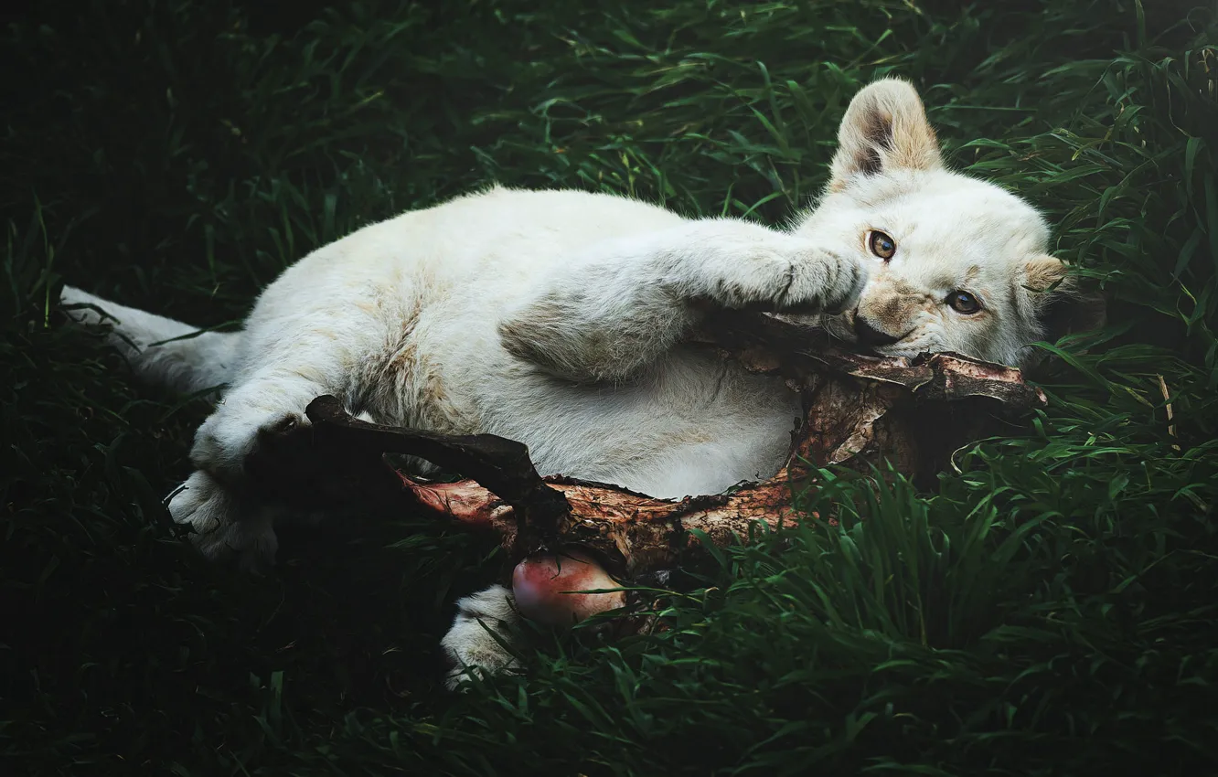 Photo wallpaper lies, lion, mining