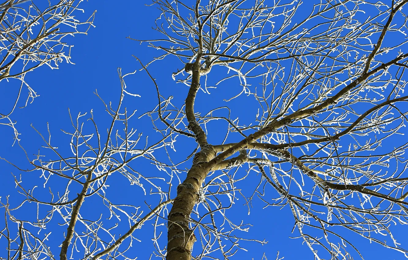 Photo wallpaper the sky, branches, tree