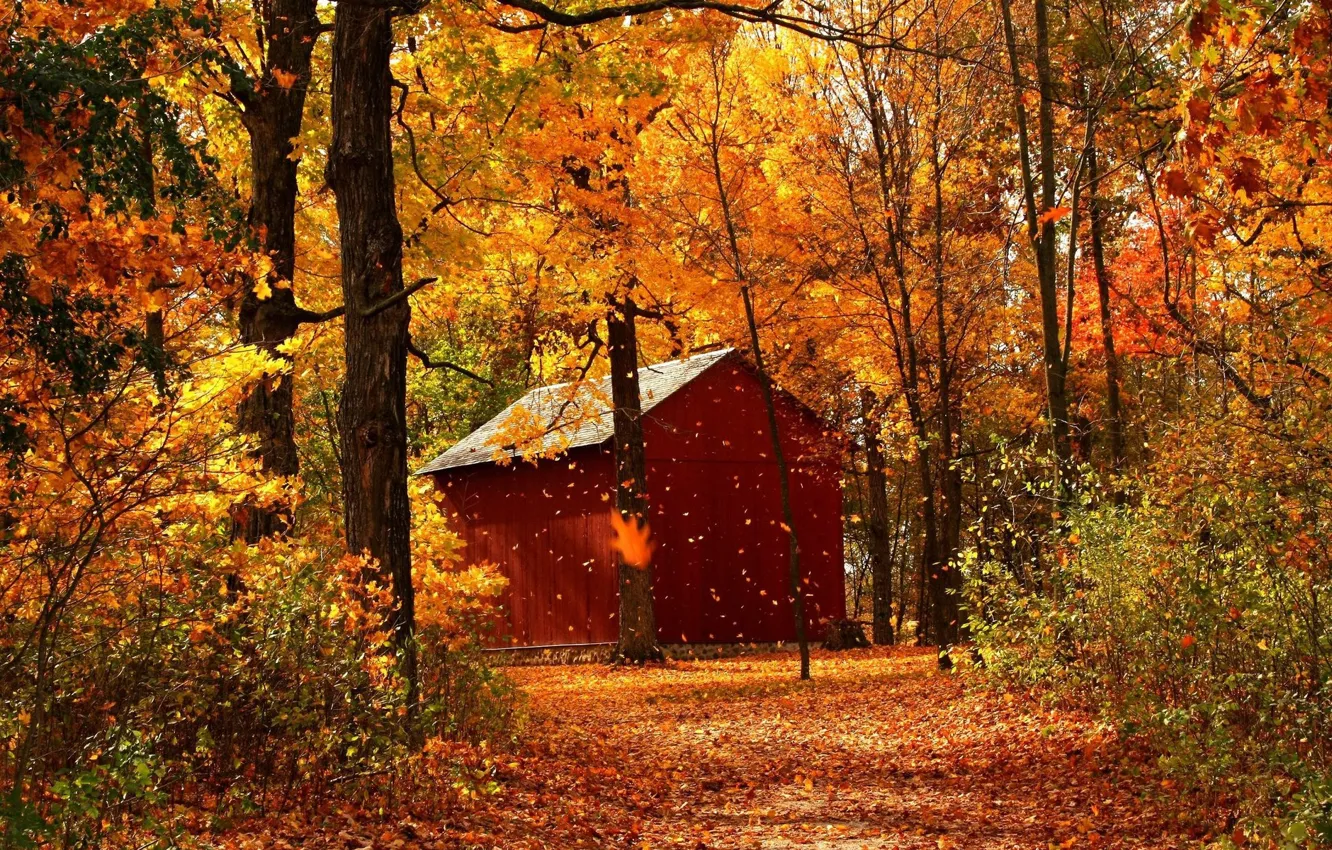 Photo wallpaper Nature, Path, Autumn, Trees, Forest, Leaves, House, Park