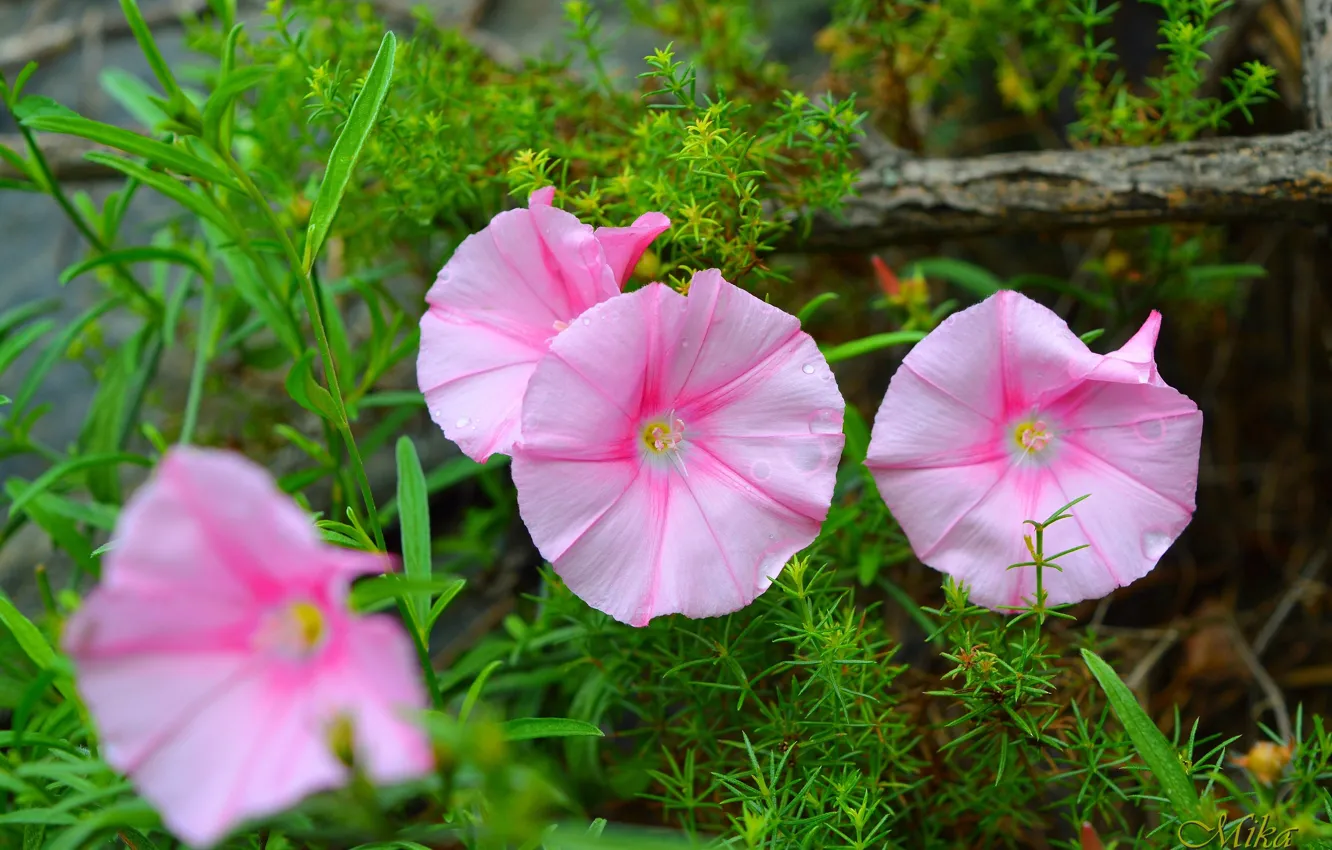 Photo wallpaper flowers, pink flowers, flowers, Pink flowers