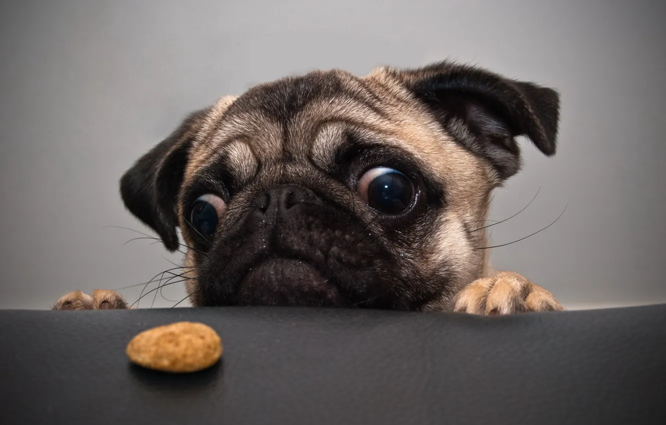 Photo wallpaper dog, pug, cookie