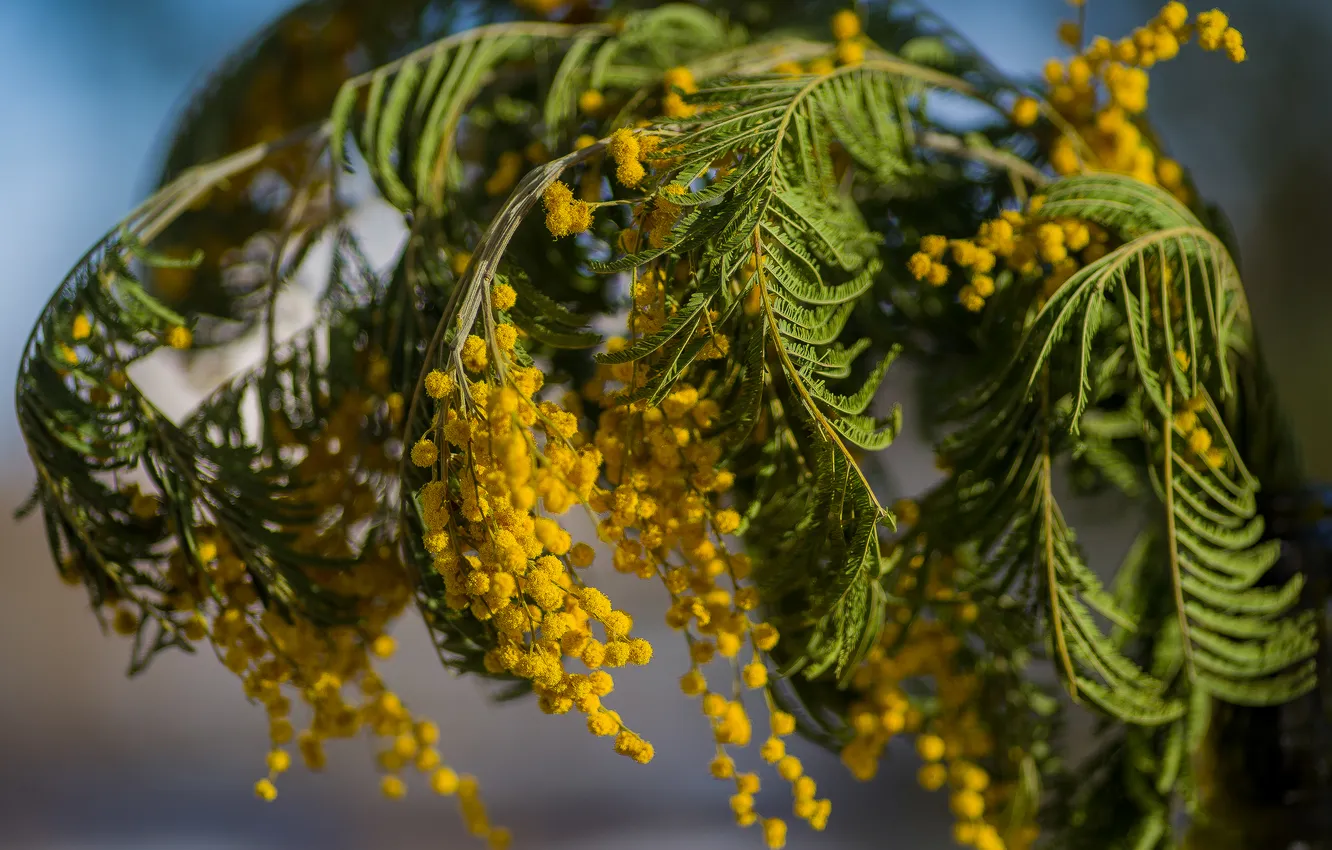 Photo wallpaper flowers, nature, spring, Mimosa