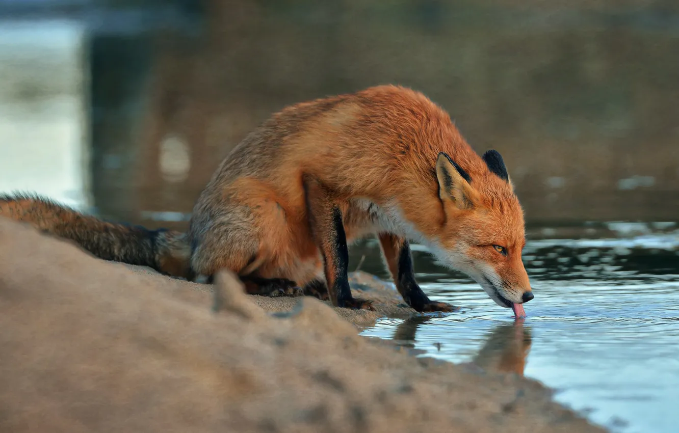 Photo wallpaper sand, water, animal, Fox, Fox