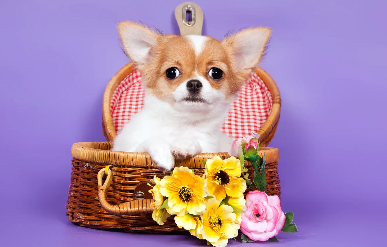 Photo wallpaper flowers, basket, Chihuahua