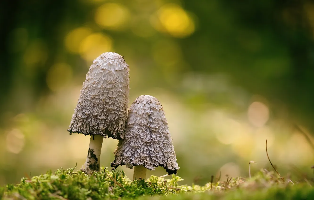 Photo wallpaper nature, background, mushrooms