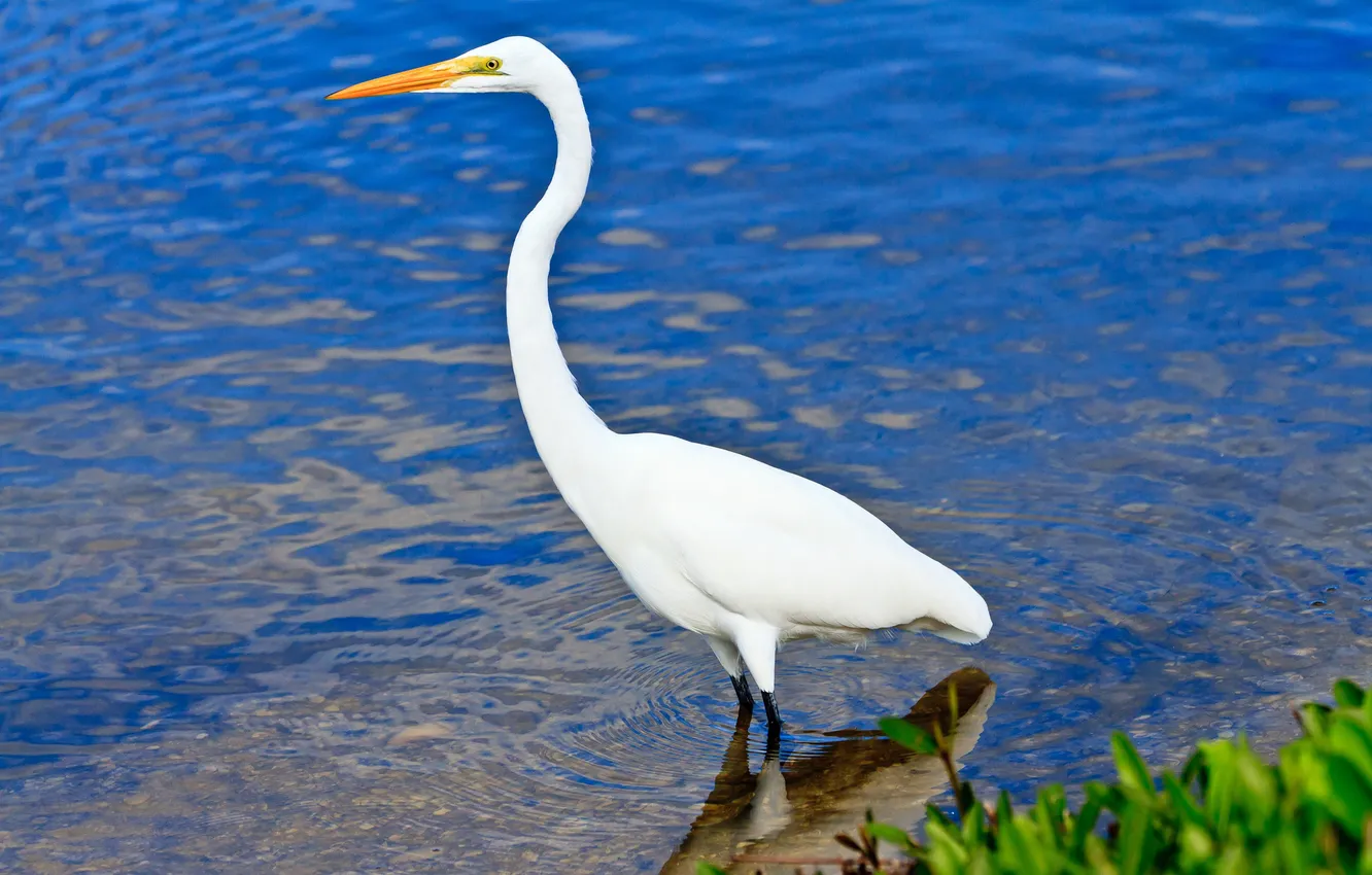 Photo wallpaper water, nature, bird, beak