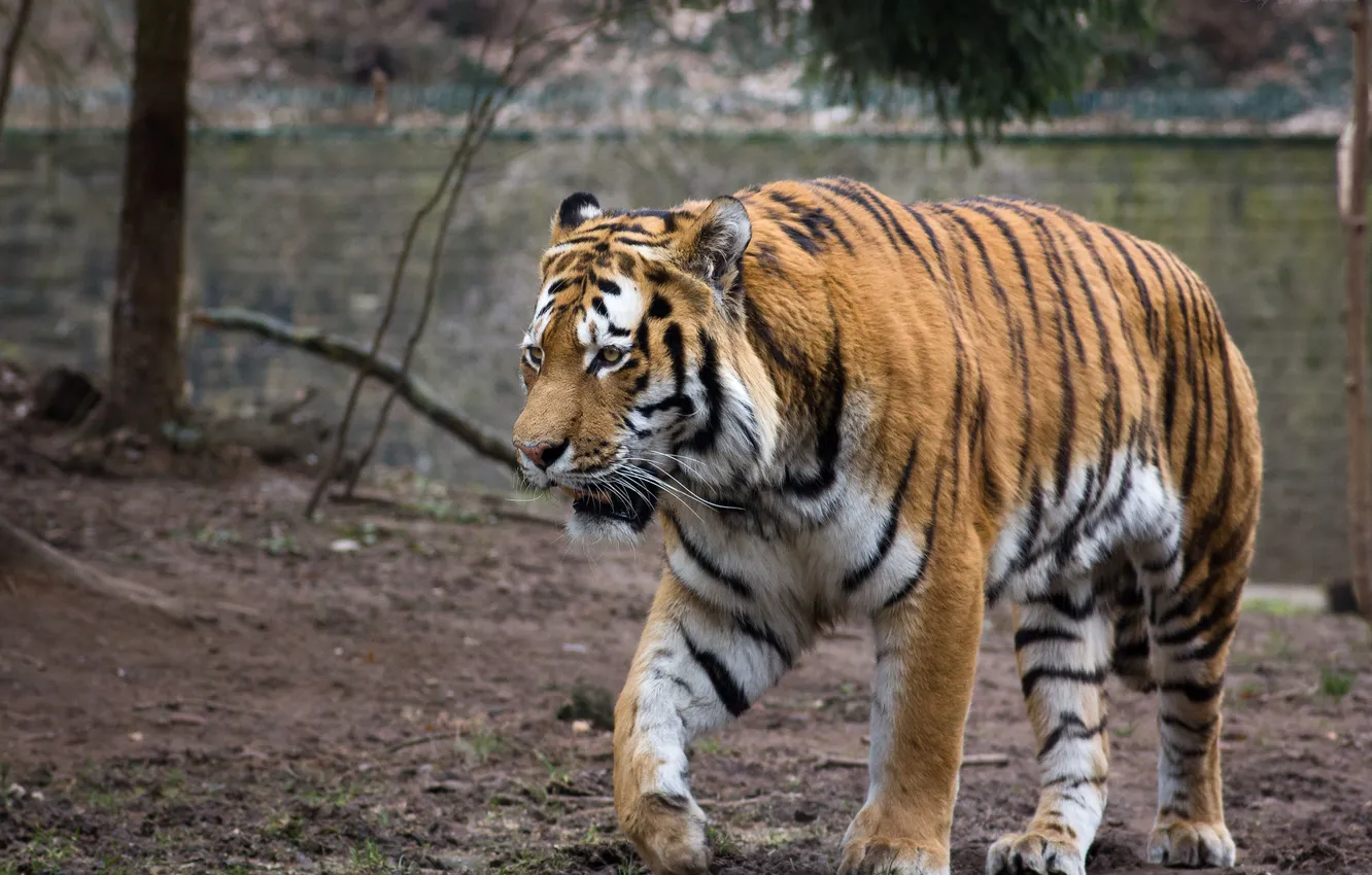 Photo wallpaper cat, tiger, Amur