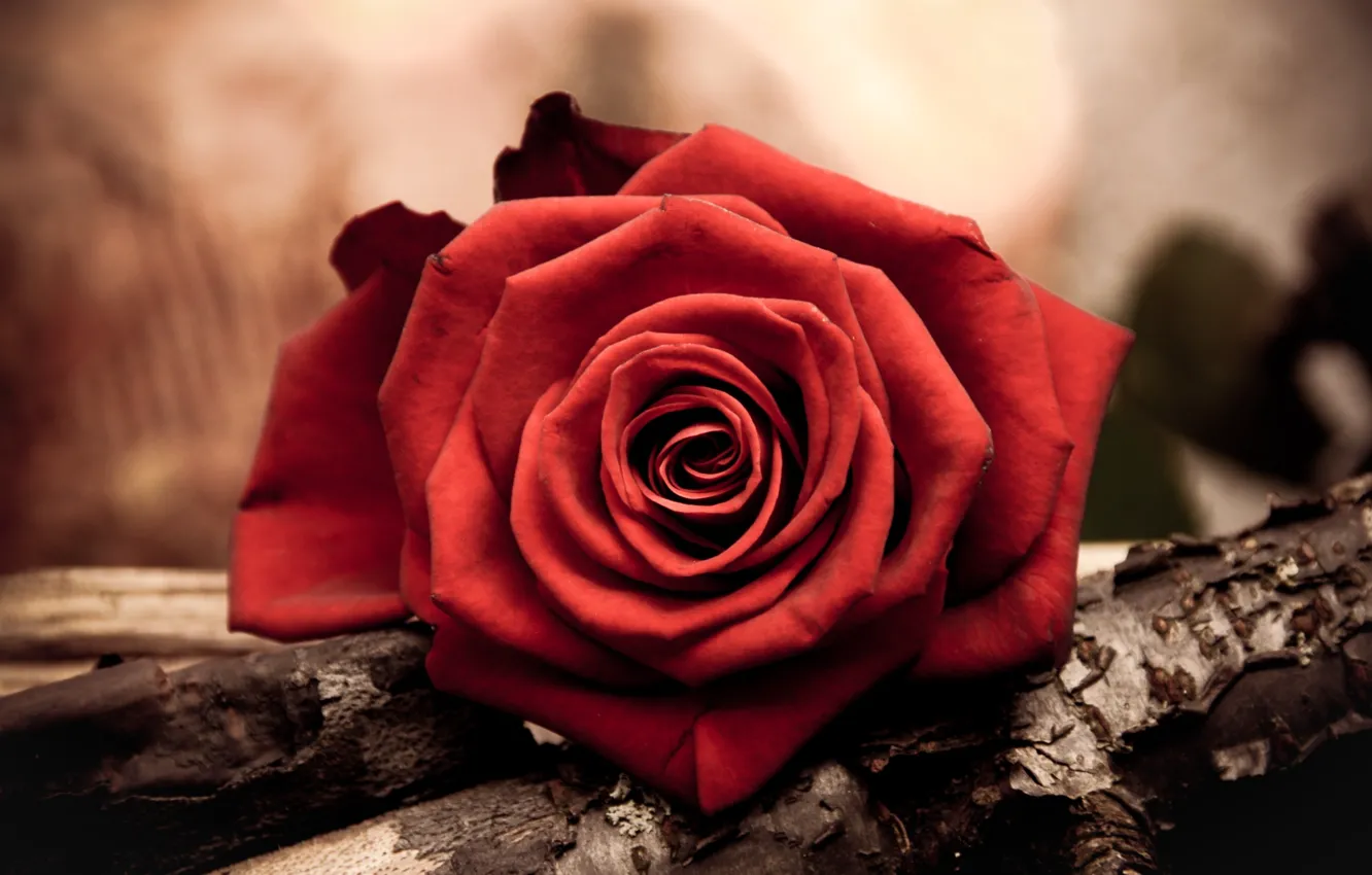 Photo wallpaper flower, rose, petals, Bud, red