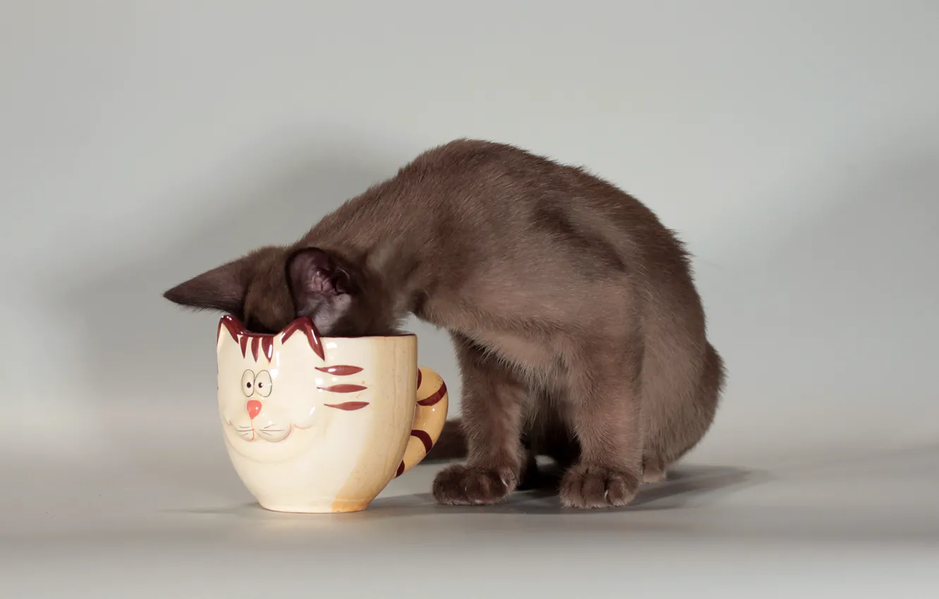 Photo wallpaper cat, face, Cup