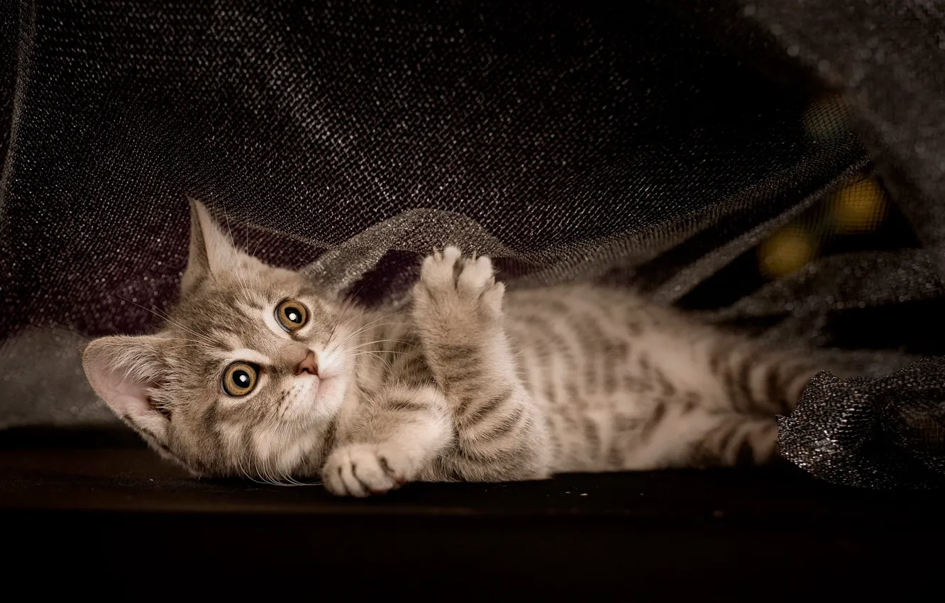 Photo wallpaper cat, look, pose, the dark background, Shine, fabric, lies, kitty