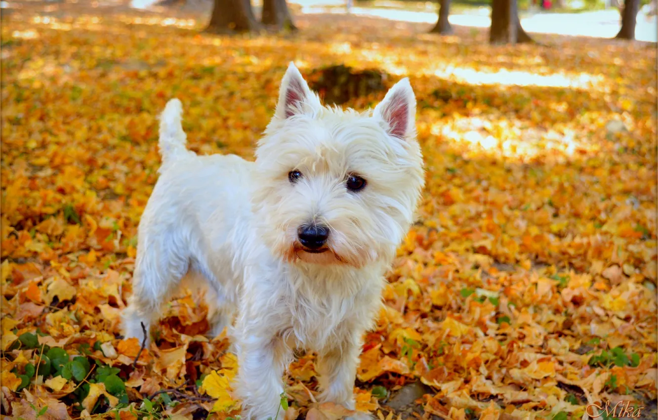 Photo wallpaper Dog, Foliage, Leaves, The West highland white Terrier