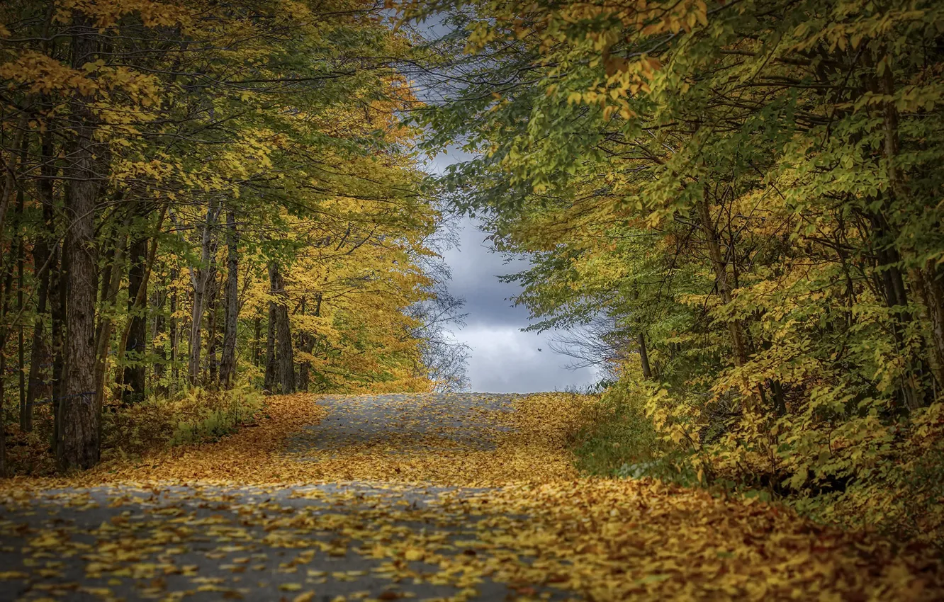 Photo wallpaper road, autumn, forest
