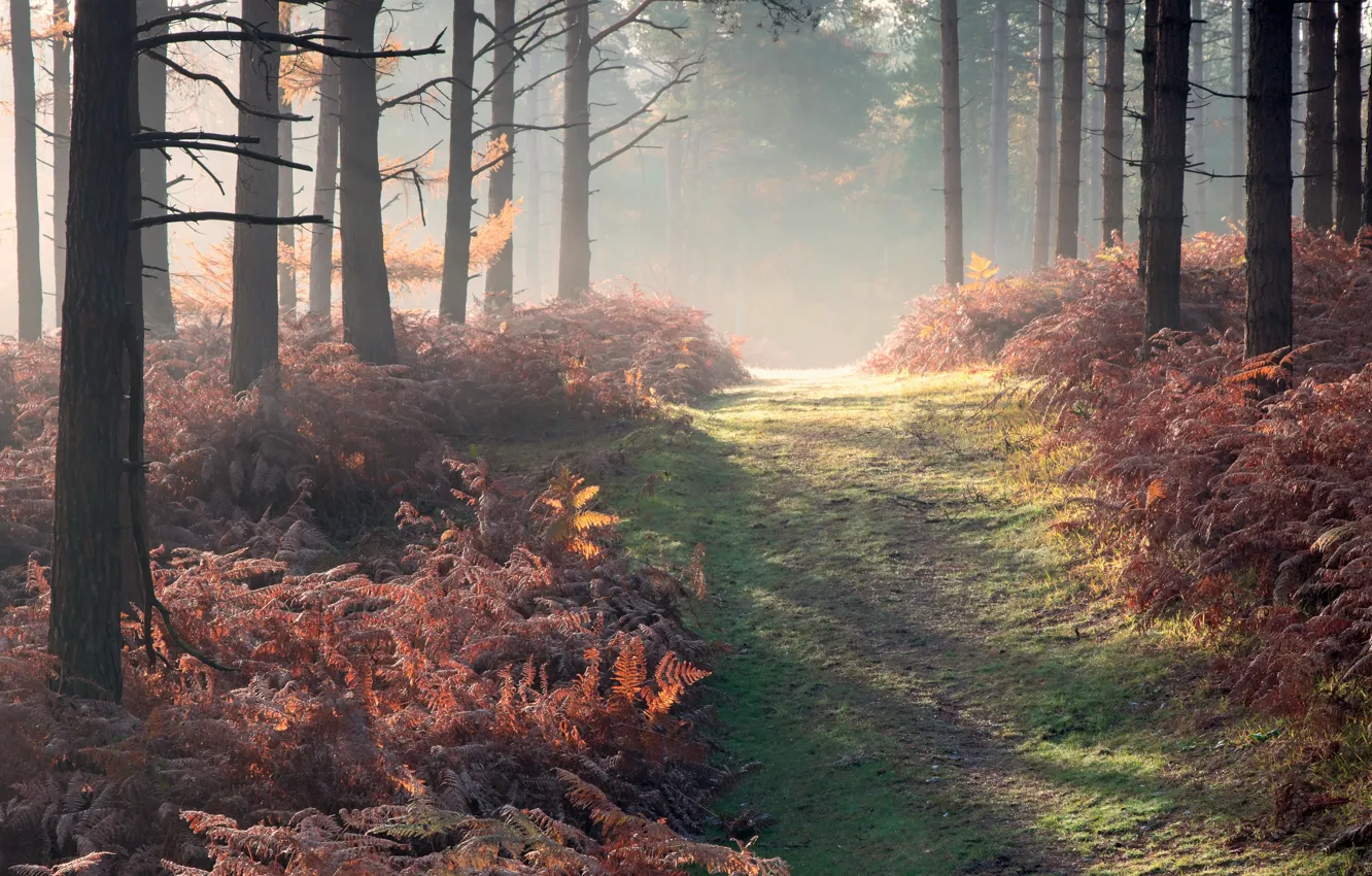 Photo wallpaper autumn, forest, fog