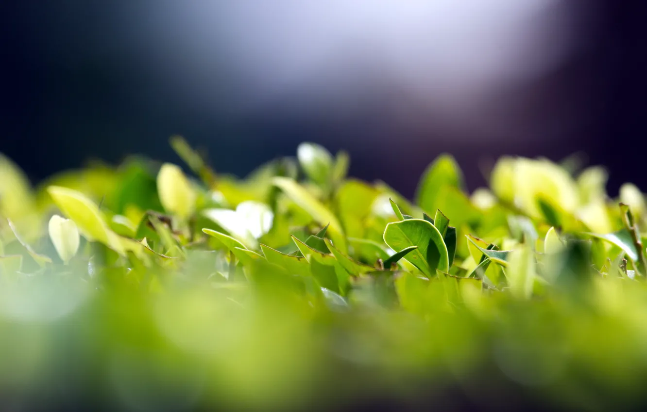 Photo wallpaper greens, leaves, macro