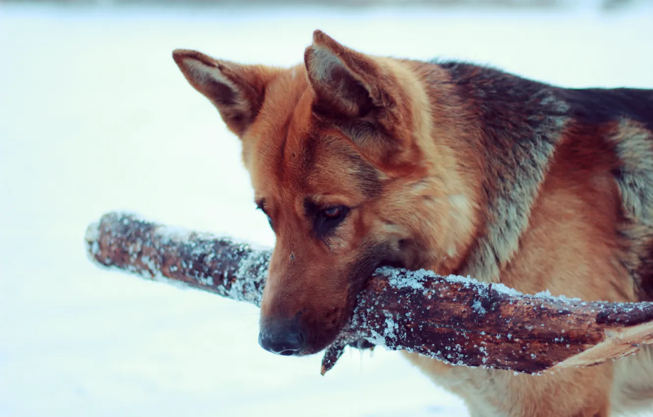 Photo wallpaper snow, dog, German shepherd, Aport