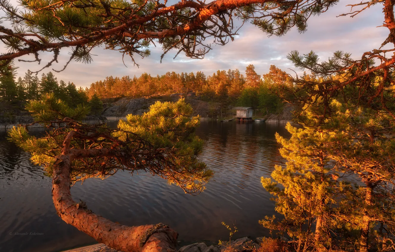 Photo wallpaper forest, trees, landscape, sunset, nature, lake, pine, Lake Ladoga