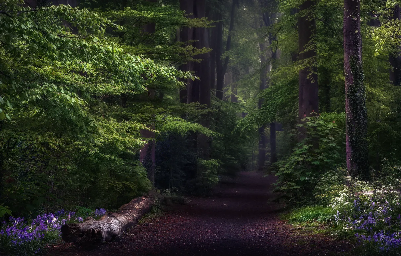 Photo wallpaper road, forest, trees, flowers, nature, England, trail, spring