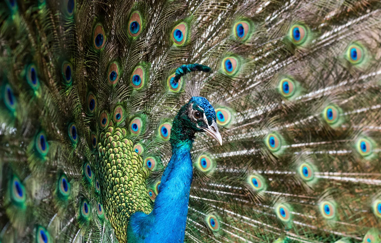 Photo wallpaper bird, portrait, feathers, tail, peacock