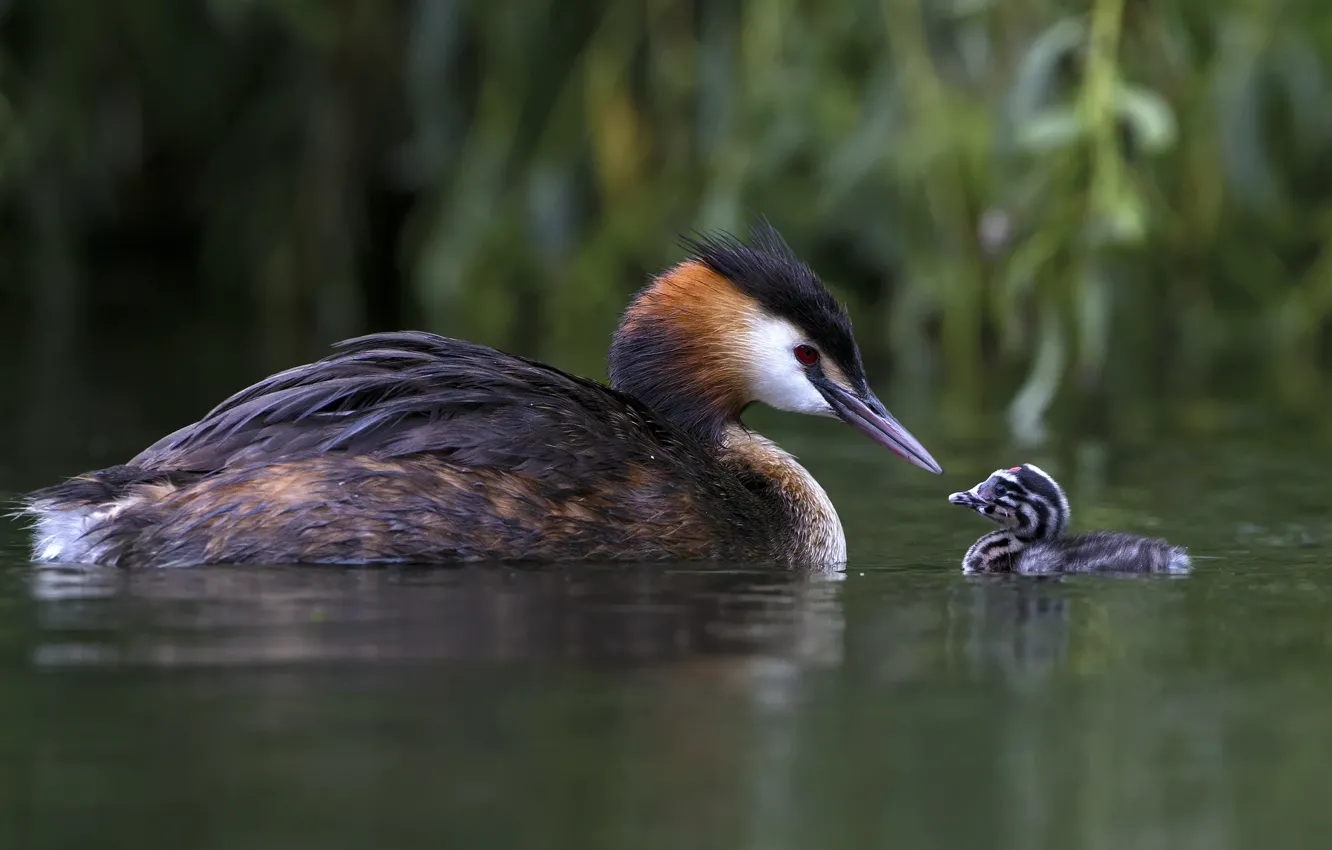 Photo wallpaper birds, lake, family, chick, The great crested grebe, Great crested grebe