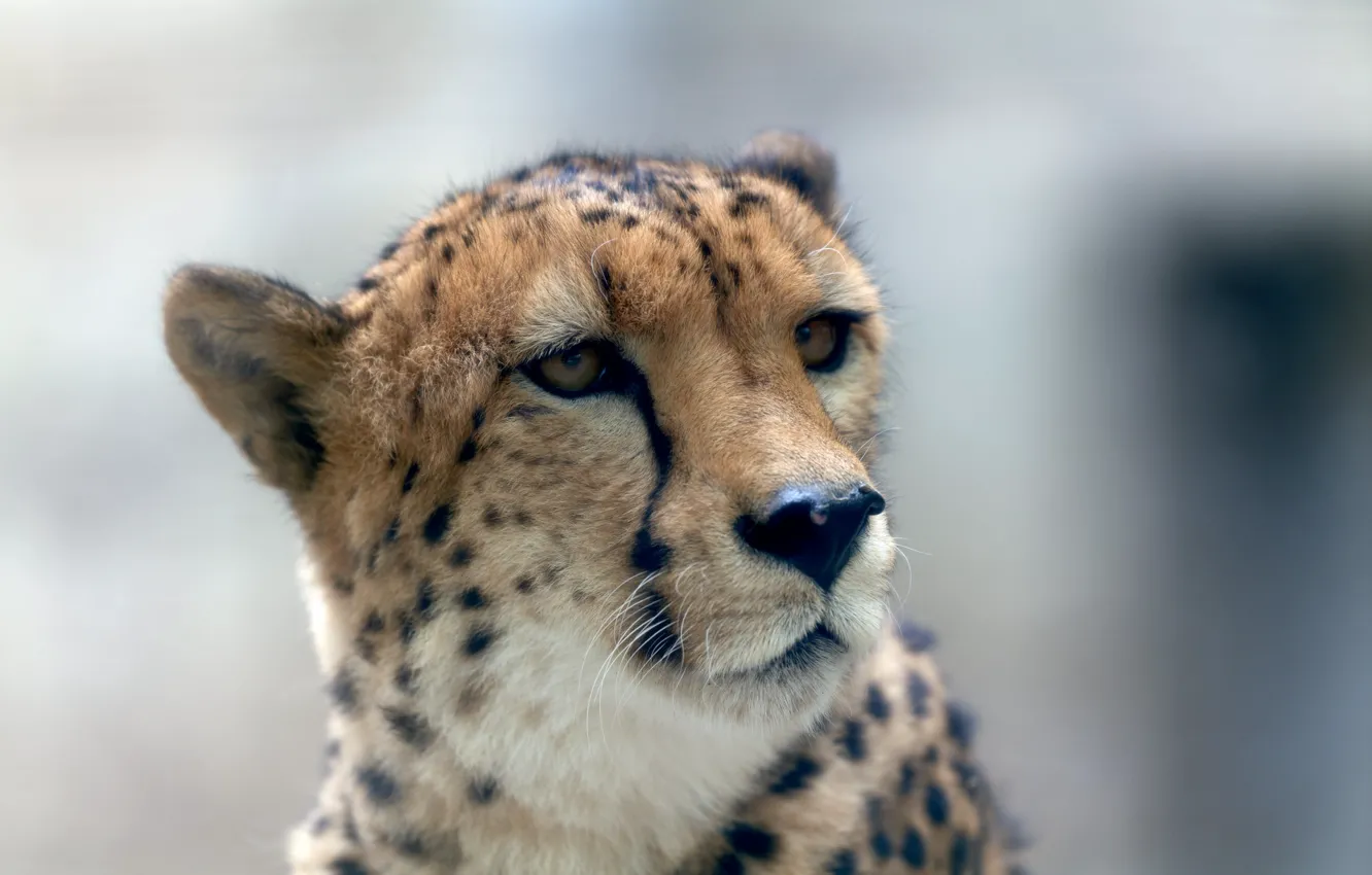 Photo wallpaper predator, Cheetah, coloring