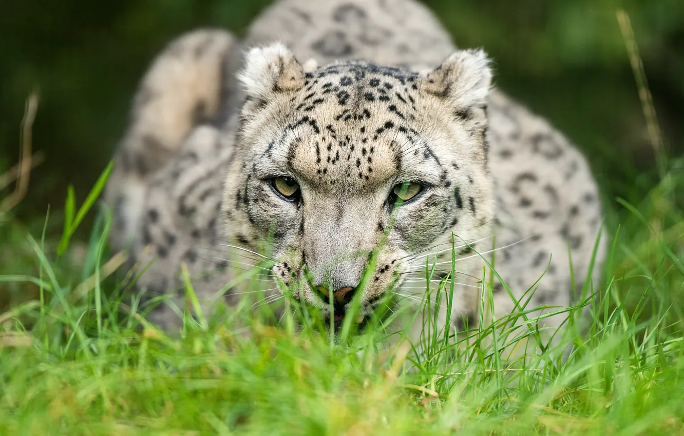 Photo wallpaper grass, look, portrait, IRBIS, snow leopard
