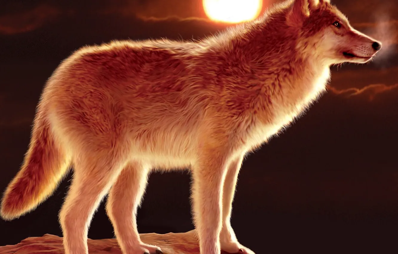 Photo wallpaper Predator, nature, animal, wolf, wildlife, portrait, portrait., Canis lupus. face