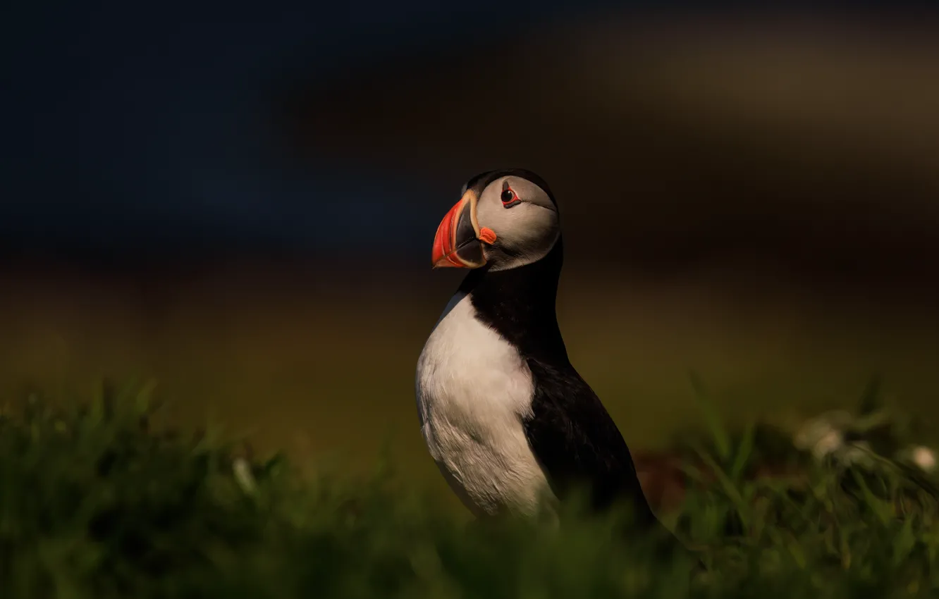 Photo wallpaper nature, pose, bird, stalled, Atlantic puffin